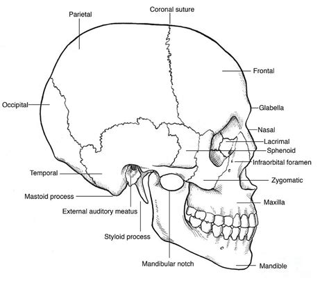 Human Skull Diagram Printable