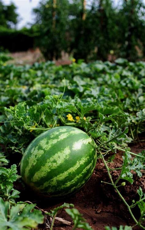 How To Plant And Grow Watermelons Gardeners Path Watermelon Plant