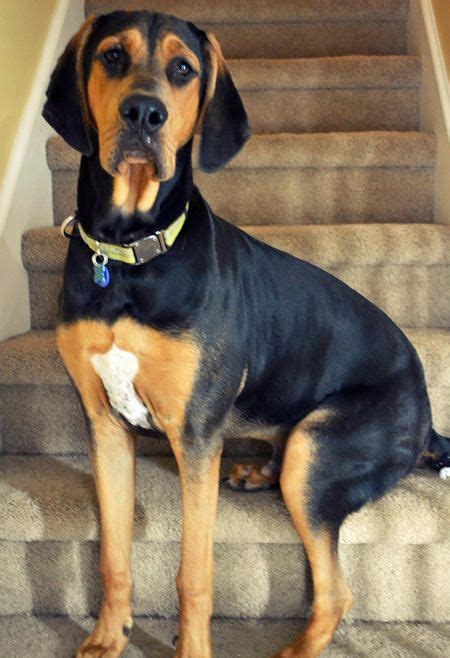Charlie The Bloodhound Mix How I Miss My Herculus Great Dane Mix