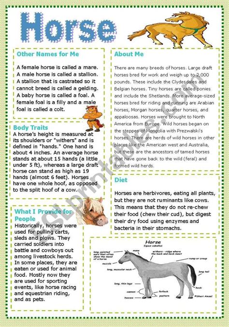 Information About Horse Horses Horse Books Horse Facts For Kids