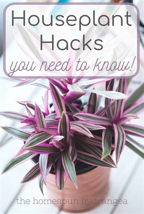 Houseplant Hacks For Healthy Houseplants The Homespun Hydrangea