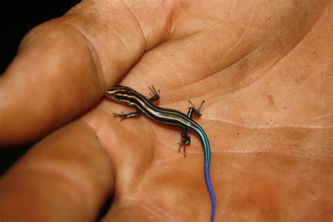 Baby Skink Less Than A Day Old Film Cameras Photography Olds