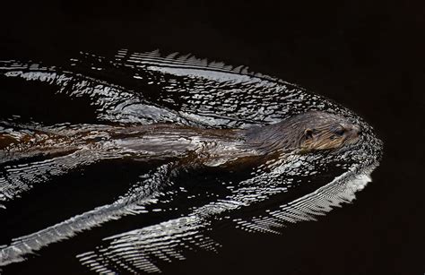 river otter swims seen on vancouver island b c bob flickr