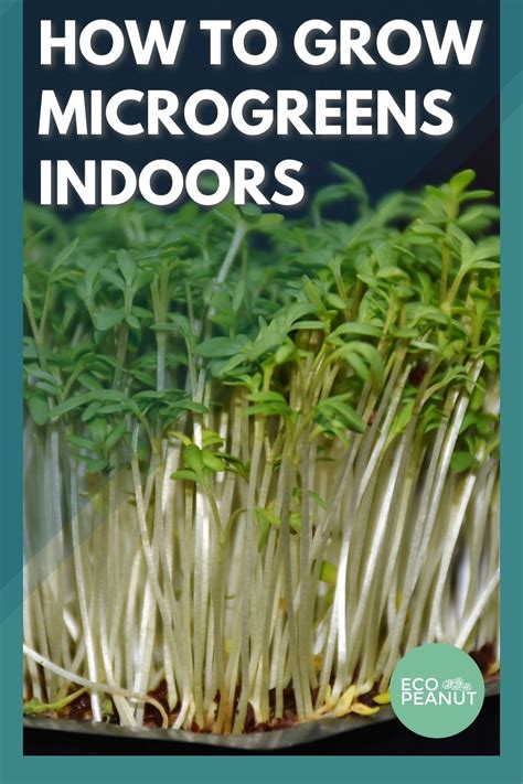 How To Grow Microgreens Indoors Eco Peanut