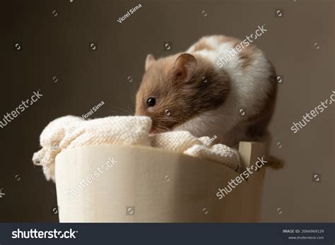 Adorable Little Syrian Hamster Feeling Shy Stock Photo 2066969129