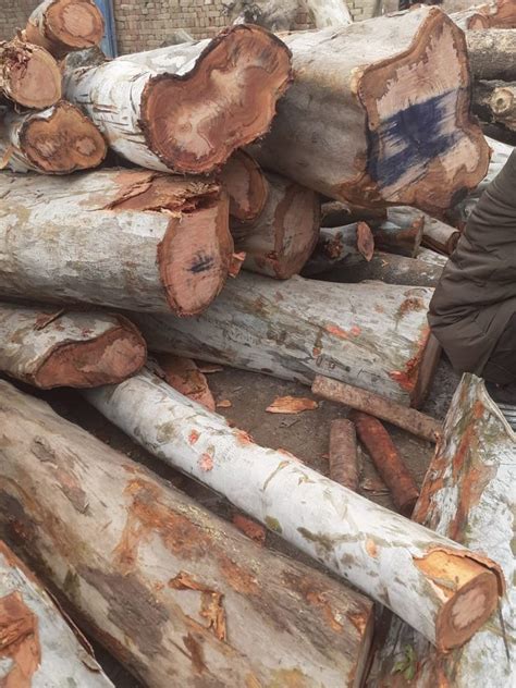 Liptis Hardwood Wood Log At Rs 600cubic Feet Wood Log In Anupshahr Id 23185870391