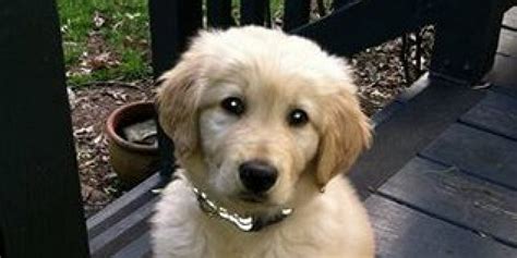 Check spelling or type a new query. Dog Dies After Being Left In Drying Cage By Petco Groomer | HuffPost