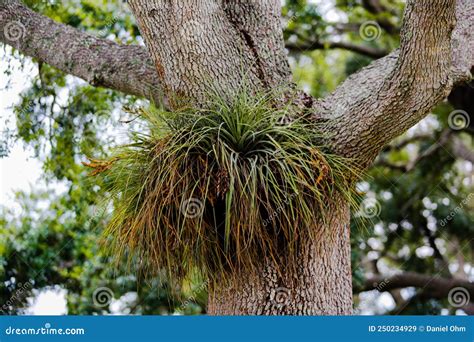 Tillandsia Setacea Air Plant Growing On A Tree Stock Image Image Of