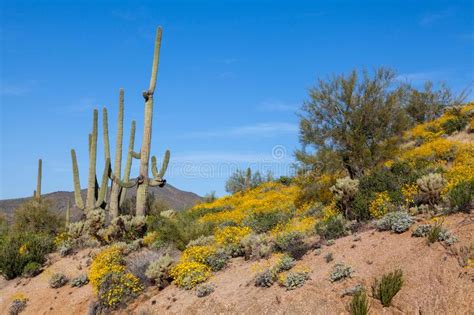 Arizona Desert In Spring Stock Image Image Of Nature 32489597