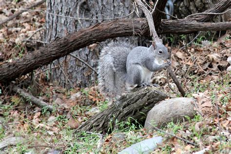 Western Gray Squirrel Sciurus Griseus Zoochat