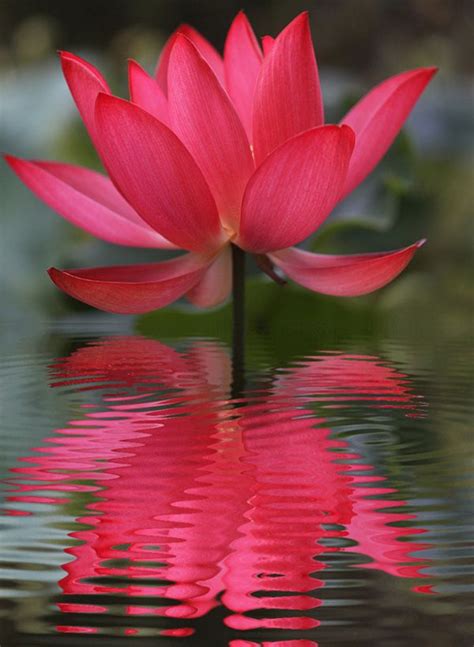 Red Lotus Inspiration Blossom Is Only Partially Open