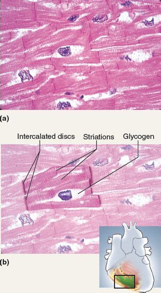 Cardiac Muscle Tissue Labeled Intercalated Disks Pic Wire