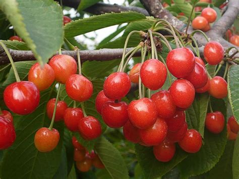 Delicious Canned Cherry Buy Canned Black Cherriescanned White