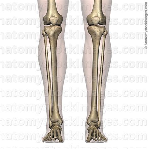 Anatomy Stock Images Lowerleg Bones Tibia Fibula Front Skin