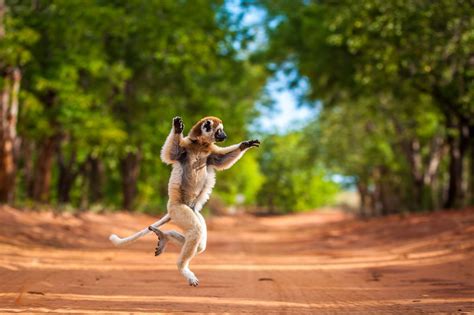 This Leaping Lemur Likes To Move It Move It Huffpost Uk