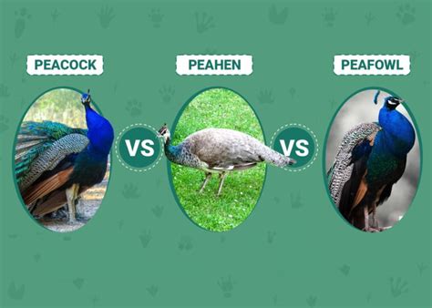 Peacock Vs Peahen Vs Peafowl Visual Differences And Characteristics