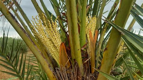 Crown Rot Discussing Palm Trees Worldwide Palmtalk