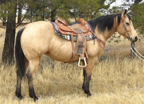 Unfortunately, you cannot expect it from every horse breed. QH, Buckskin. | Horses, Buckskin horse, Horses for sale