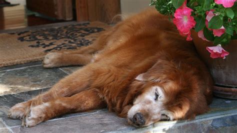 Augie Breaks Record As Worlds Oldest Golden Retriever At Age 20