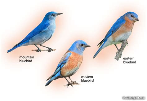 Which Bluebird Species Are You Seeing In Your State Avian Report