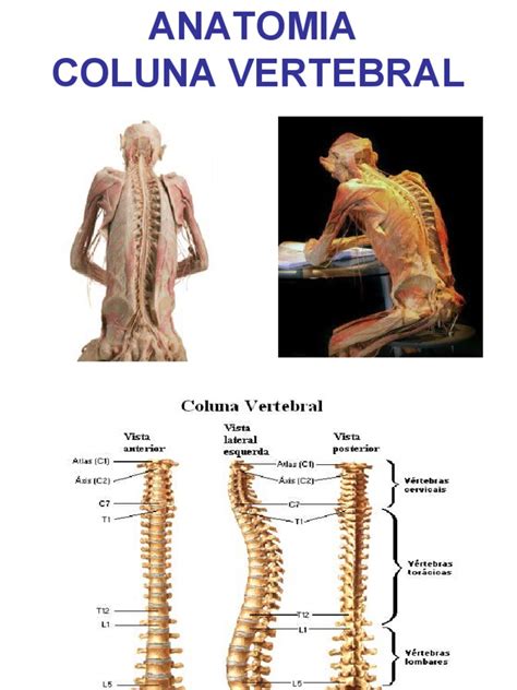 Anatomia Coluna Vertebral Coluna Vertebral Sistema Locomotor