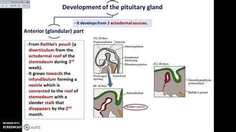 Pituitary Embryology Youtube