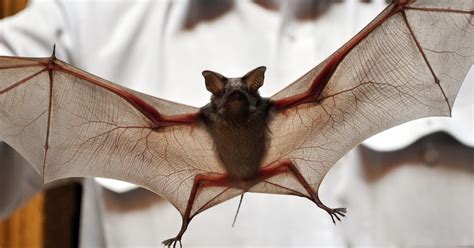 In this section you will find clipart related to the topic of bat clipart. Why Dutchess is warning residents of bats