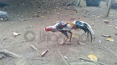 Gambar Ayam Ratu Uniaga Aviary Jantan Matang Gambar Cantik Di Rebanas Rebanas