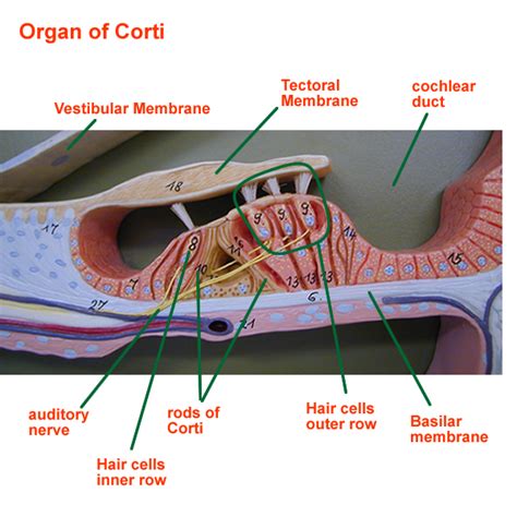 Organ Of Corti Human Anatomy And Physiology Ear Anatomy Human Body