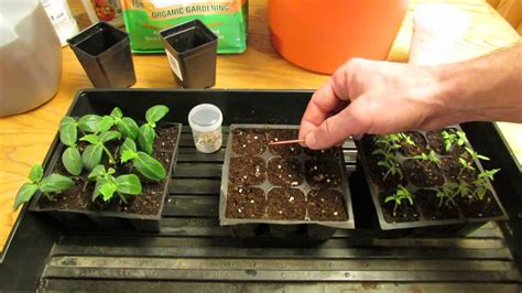 For New Gardeners How To Startplant Tomato Seeds Indoors For