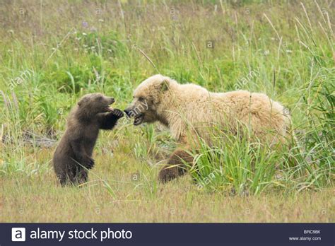 Grizzly Bear Mother Cub Ursus Horribilis Mother Cub High Resolution