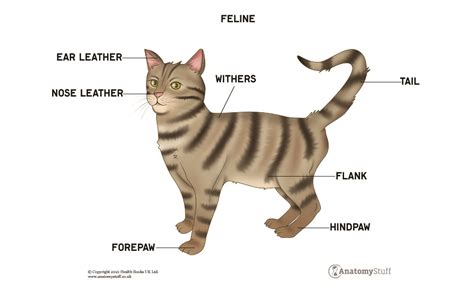 Feline Anatomy Cat Anatomy Skeleton And Muscles Anatomystuff