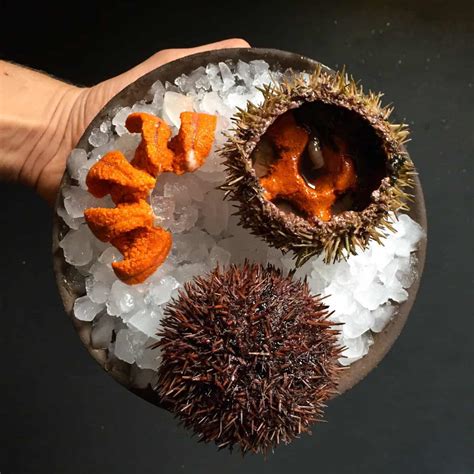 Sea Urchin Health Benefits Ultimate Guide Itsfoodtastic