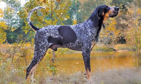 Bluetick Coonhound Dog Breed History And Some Interesting Facts