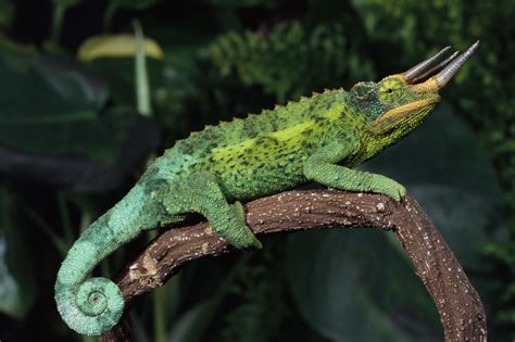 This page covers a list of all the pets available in the game. Choosing a Starter Pet Chameleon by Type