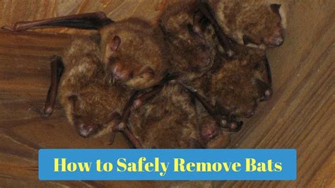 How To Safely Remove Bats Bat Infestation Youtube