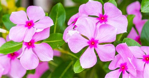 How To Plant Grow And Care For The Colorful Periwinkle Plant