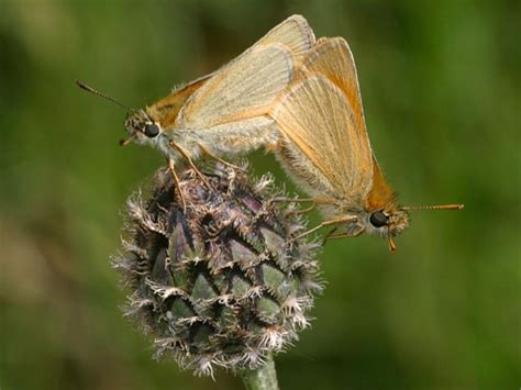 Small Skipper Butterfly Conservation