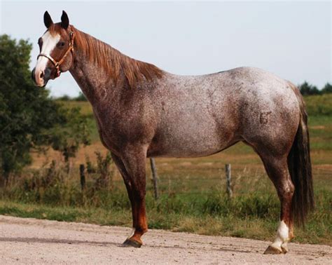 All sorrel horses are chestnut, but not all chestnut are sorrels. Horse Breeding: The Roan Quarter Horse Color