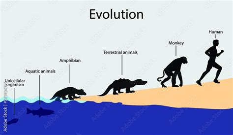 Illustration Of Biology And Animal Evolution Evolution Of Unicellular