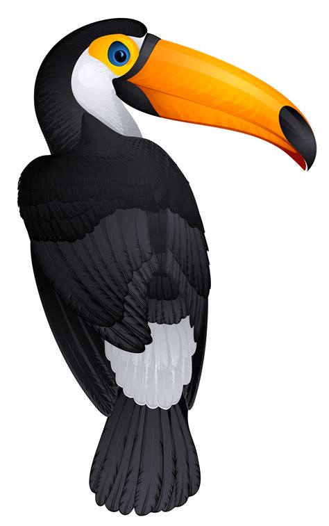 Tucan Clipart 20 Free Cliparts Download Images On Clipground 2021