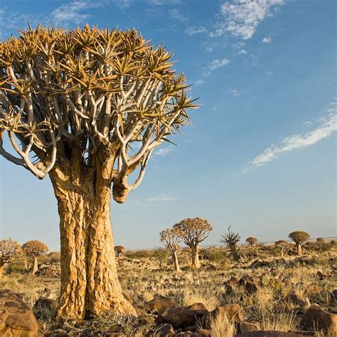 Quiver Tree Forest Namibia Amusing Planet