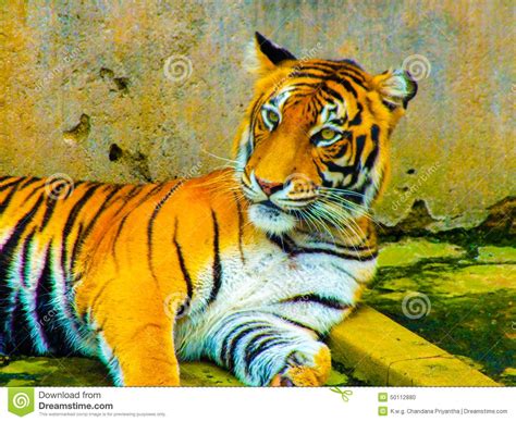 Posted in animal images 0 comments. SRI LANKA TIGER stock photo. Image of background, srilanka - 50112880