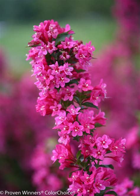 Butterfly bush pink delight (buddleja davidii 'pink delight'). Sonic Bloom® Pink - Reblooming Weigela - Weigela florida ...