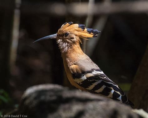 Madagascar Hoopoe Isalo Np Madagascar Daves Travelogues