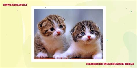 Kucing Raflesia Pesona Dan Keunikan Kucing Langka Kucing Lucu Net