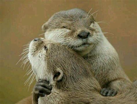 Otter Hugs Nature Wild Things Pinterest Otters Animals And