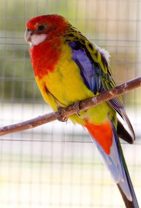 Parrot Bird Free Stock Photo Public Domain Pictures