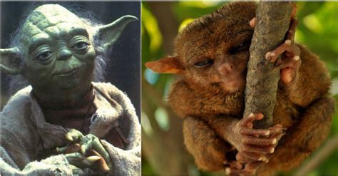Palm oil accounts for 11% of indonesia's export earnings and is the most valuable agricultural export. STAR WARS characters "YODA" is Indonesian animals? - IndoHitsNews