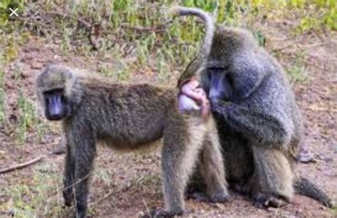 جفتگیری میمون Monkey Mating Animalsvideo